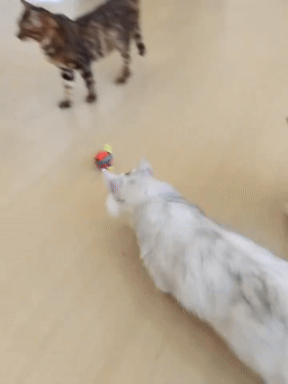 FurPlay™ |  Bring Endless Joy to Your Cat — Even When You’re Not Home!